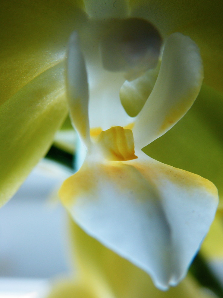 Gelbe-Orchidee-1k.jpg