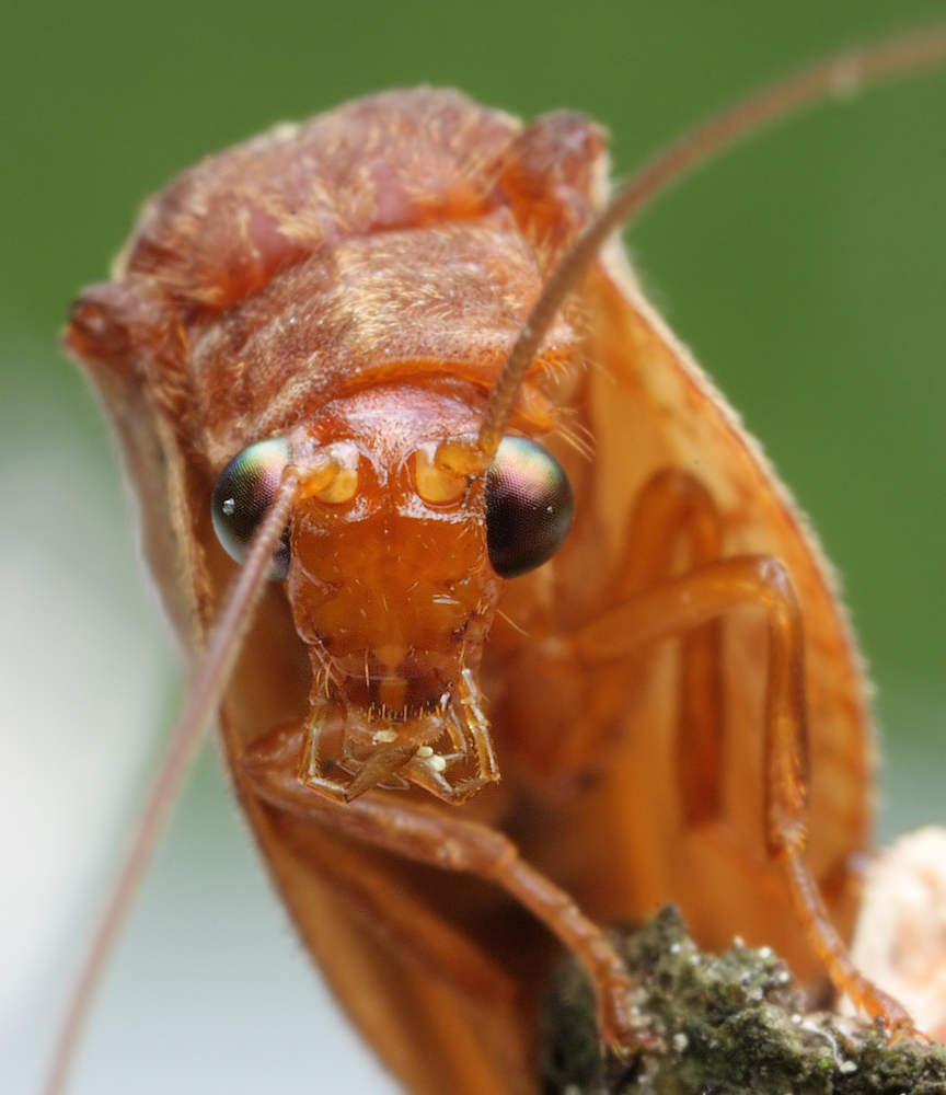 4 Drepan-Portrait.jpg