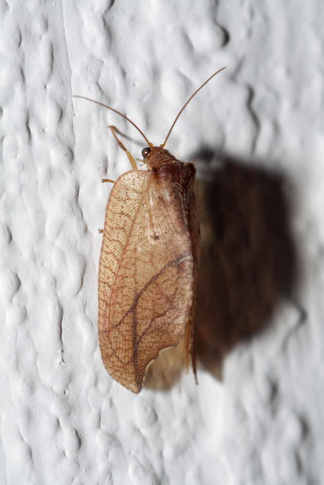 3 Drepanepteryx-Licht.jpg