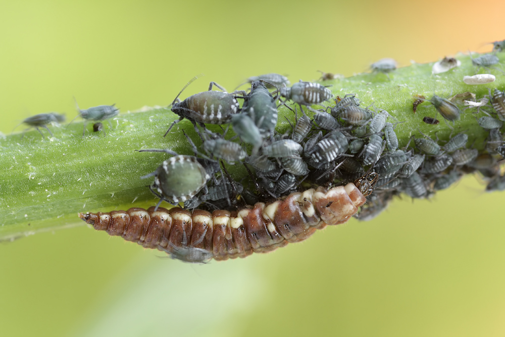 7 Drepanepteryx-Larve-1.jpg