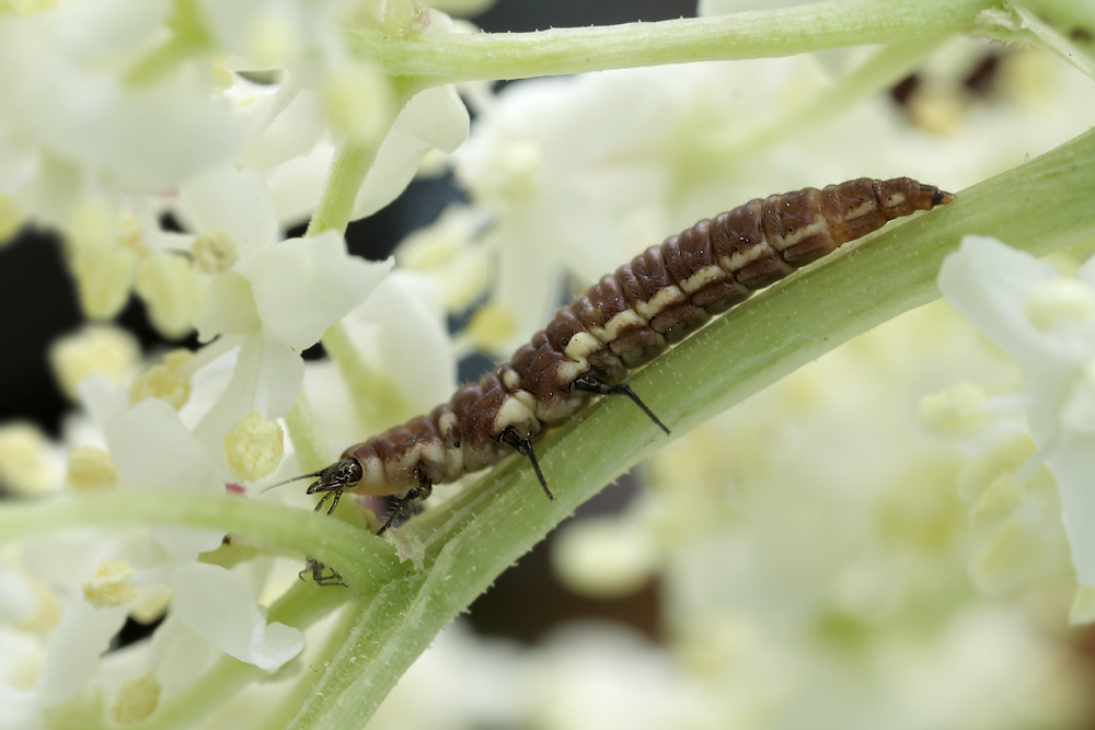 6 Drepanepteryx-Larve-3.jpg