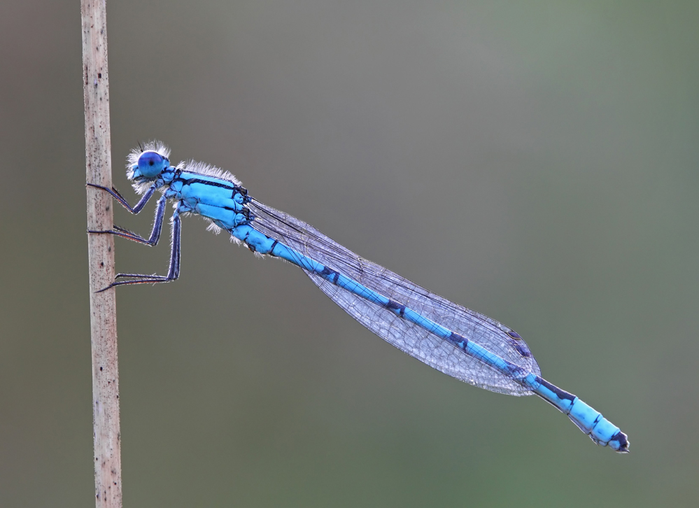 IMG_9225_filtered 1 forum.jpg