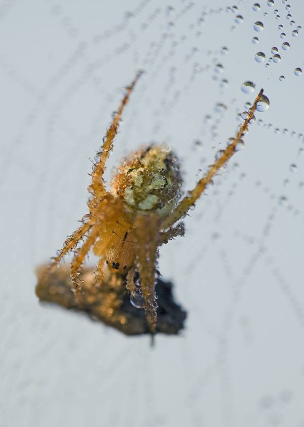 spinne2.jpg