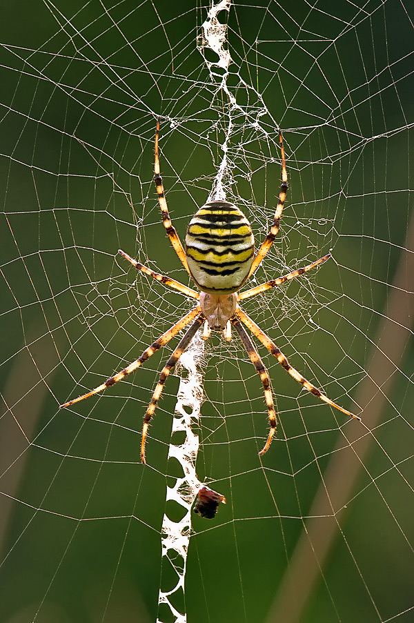 wespenspinne_1.jpg