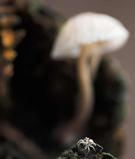 Kopie von G 8891 1.13  5,0 100 NSIMG_8891Krabbenspinne-01_filtered.jpg