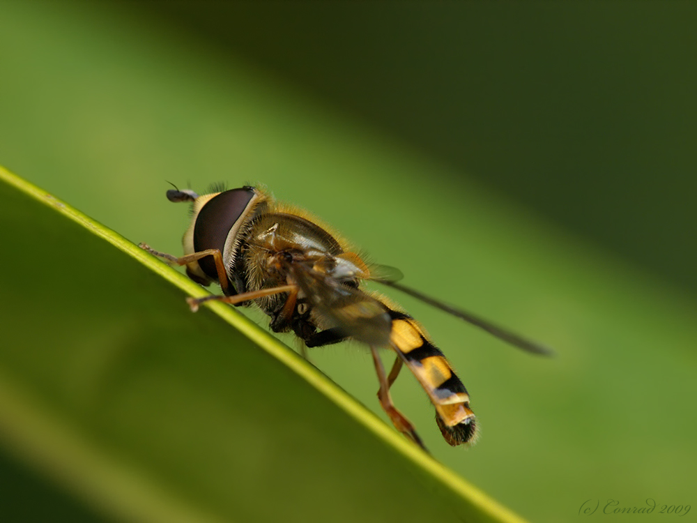 Comp_1Z292762.jpg