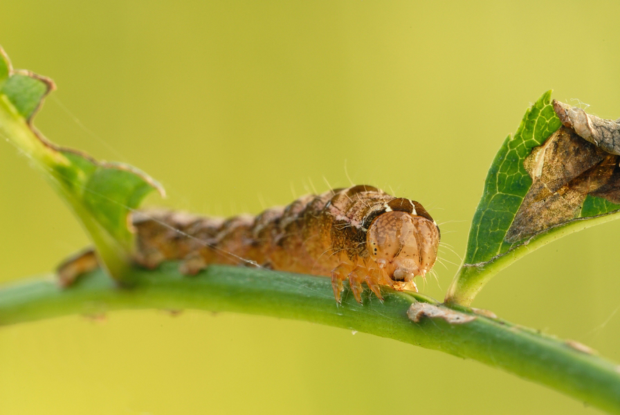 comp_DSC_3452JPG.jpg