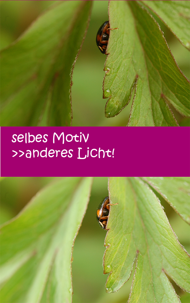 Vergleich-Beleuchtungstechniken-Makro.jpg