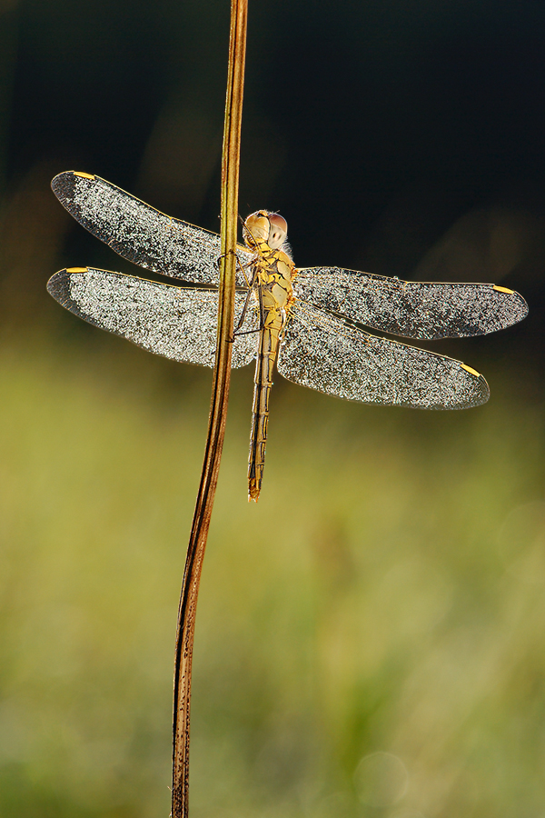 Libelle_105_f10_1I400_iso10.jpg