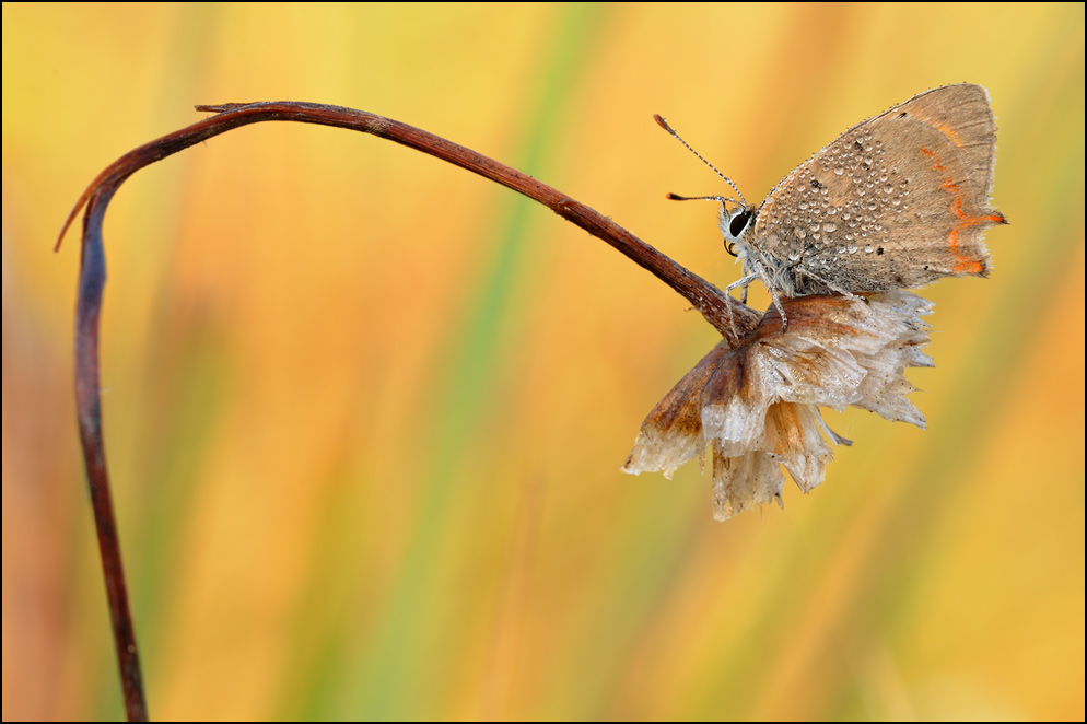 WEB_DSC_9703_Kleiner_Feuerfalter.jpg