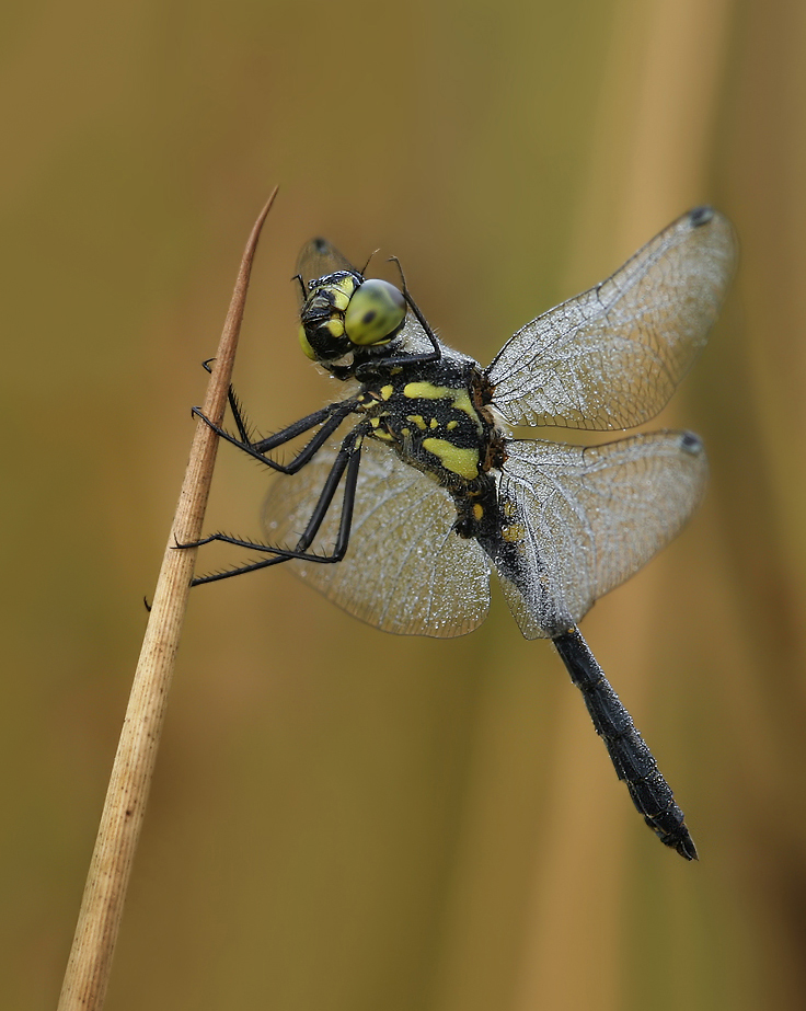 danae_m_tropfen_clown_01082009_03.jpg