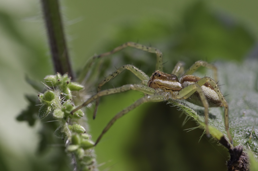 Jagdspinne-2.jpg