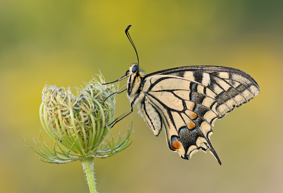 DSC08259vkcs+++.jpg