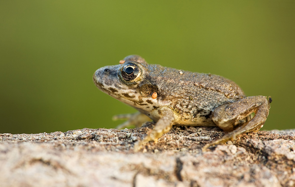 frosch2web.jpg