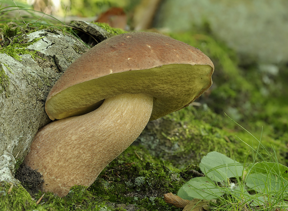 Boletus pinophilus 2-1000.jpg