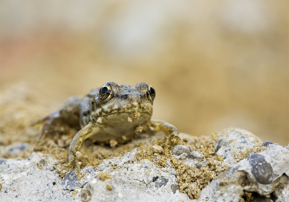 frosch2-web.jpg