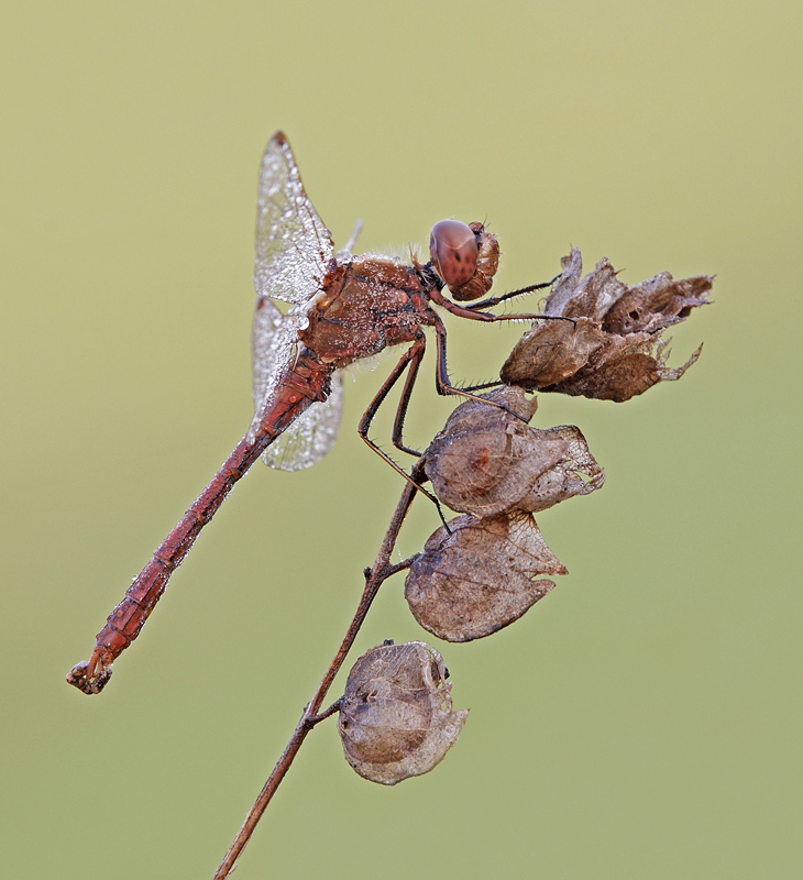 IMG_0541 PS 5.jpg