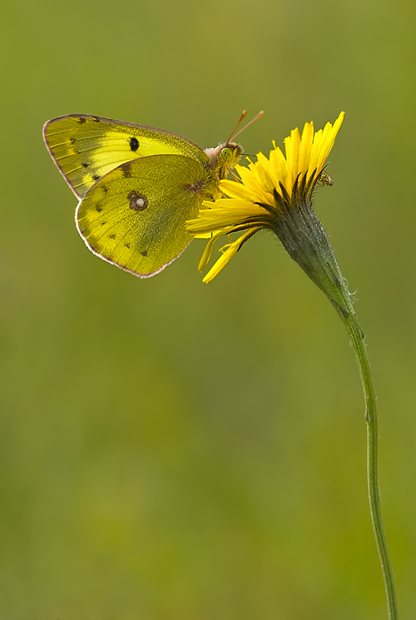 Goldene Acht .jpg