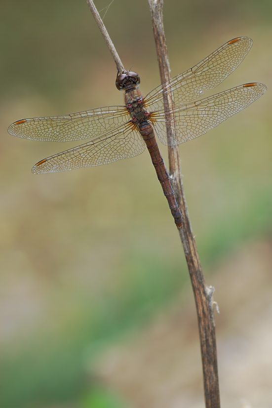 Libelle_0210_08_verkl.jpg