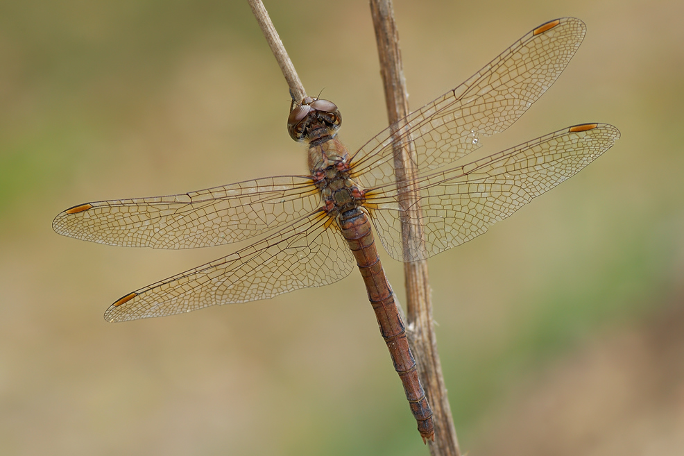 Libelle_0210_02_gmic_verkl.jpg