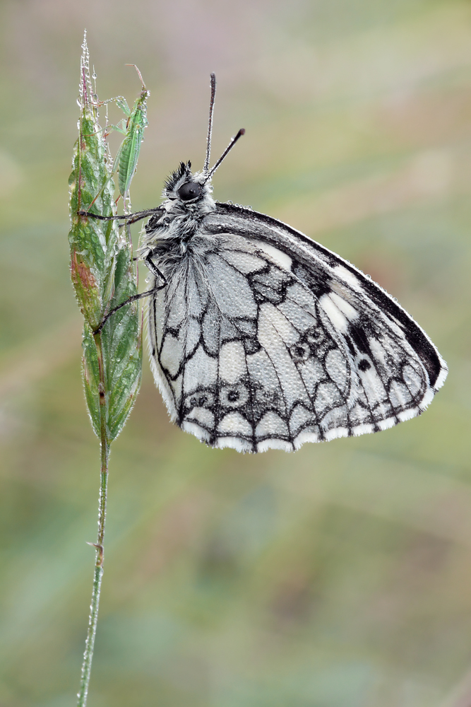 Schachbrettfalter 001.jpg