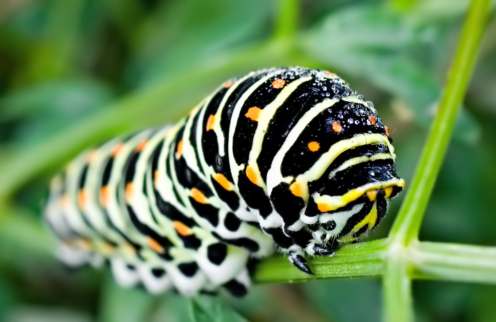 Schwalbenschwanz_Raupe_AAB0114_990x643.jpg