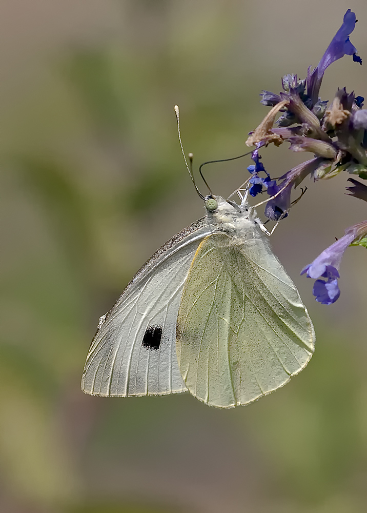20090716-_86H7100-klein.jpg