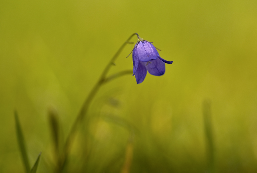 Bluebell 1.jpg