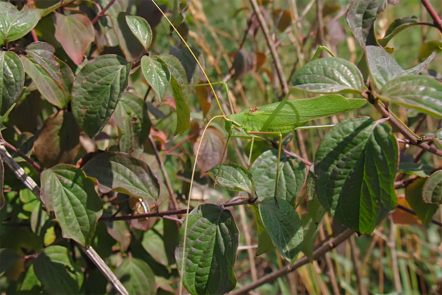Acrometopa_macropoda.jpg
