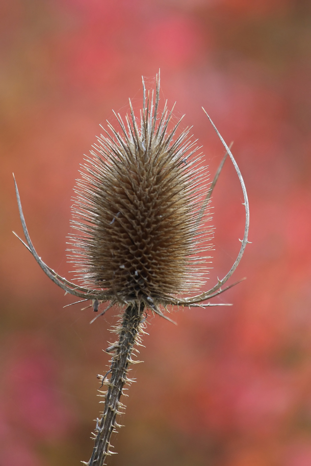 distel.jpg