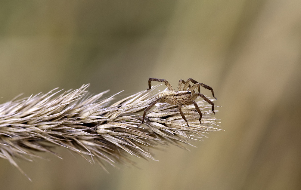 Spinne_5585_f.jpg