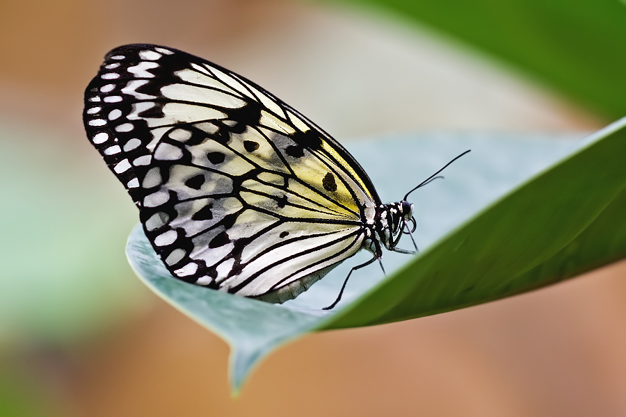 Schmetterling1b.jpg