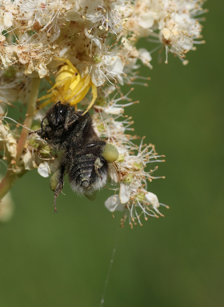 IMG_2524-krabbe_hummel_besch-70%_filtered-kl.jpg