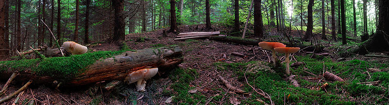 Fliegenpilz-Panorama - web.jpg