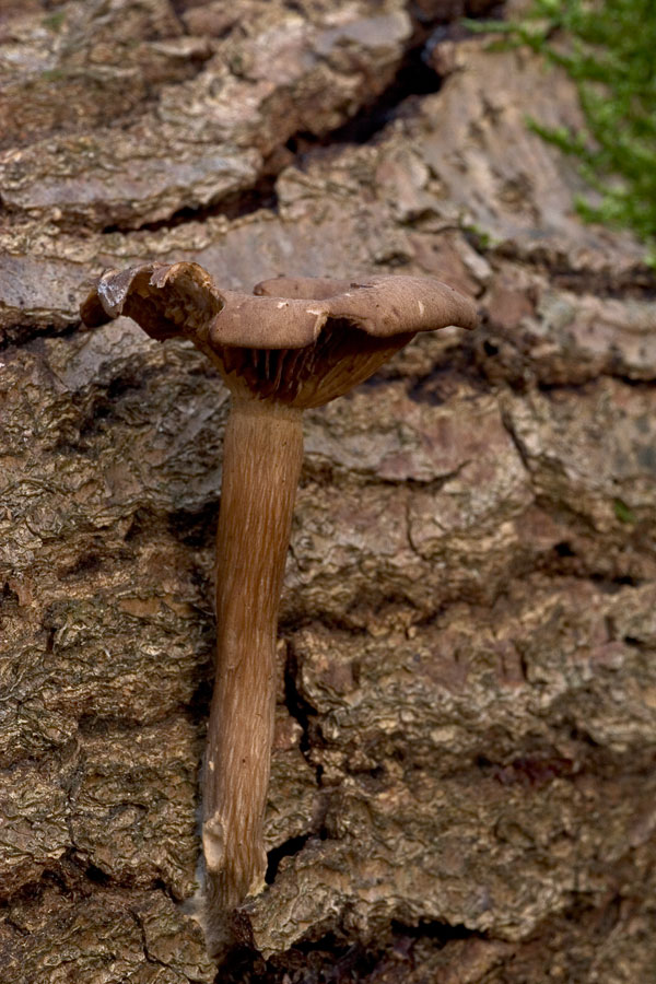 Img061230_Pilz002.jpg