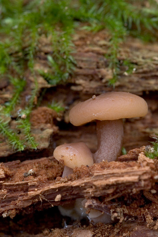 Img061230_Pilz004.jpg