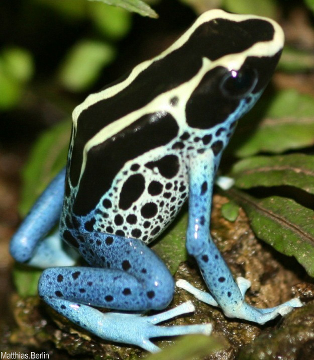 Frosch 3b.jpg