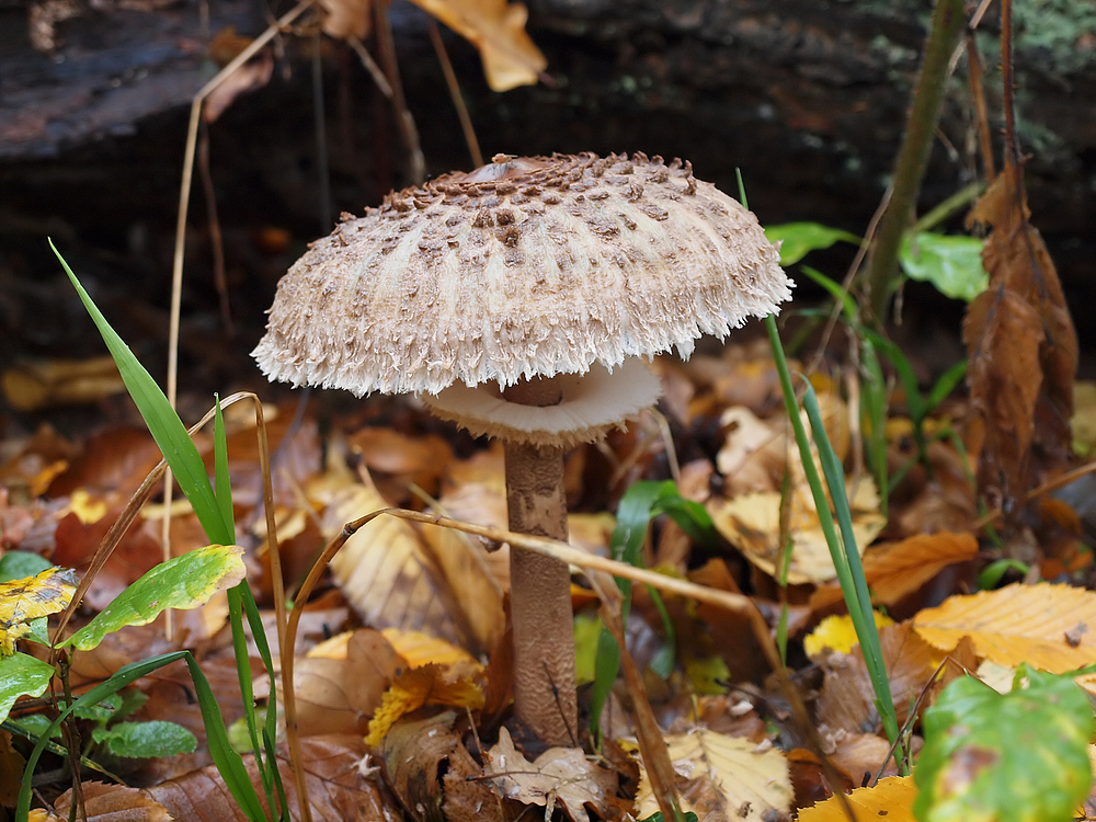 01-Macrolepiota procera - Solist.jpg