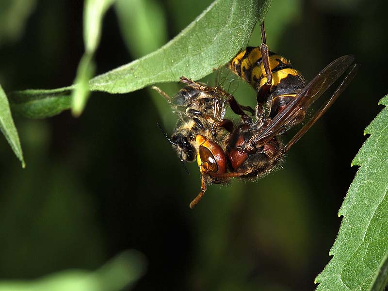 Ende eines Luftkampfes.jpg