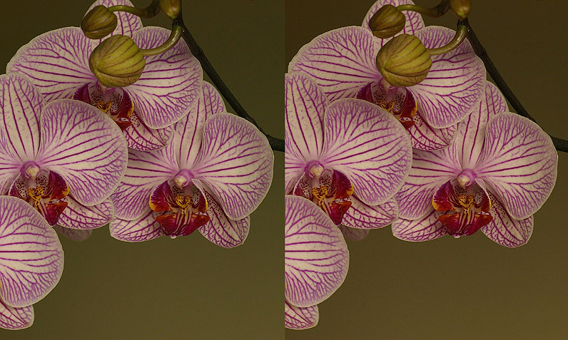 3D Orchidee.jpg