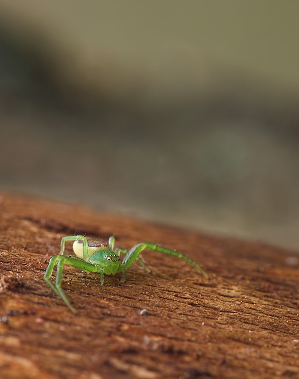 2W 4064 1.2.11.0 100 Heftrich IdsteinIMG_4064gruene Krabbenspinne-01_filtered.jpg