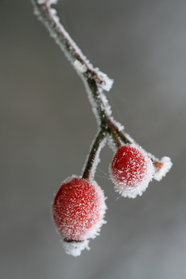 Hagebutte_27.12.06.jpg