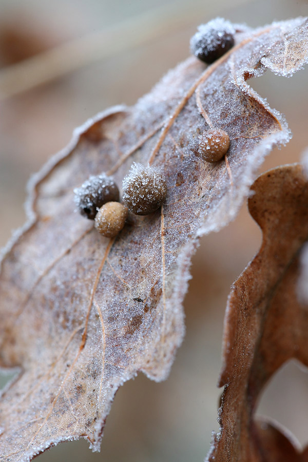 Beeren_auf_Blatt_27.12.06.jpg