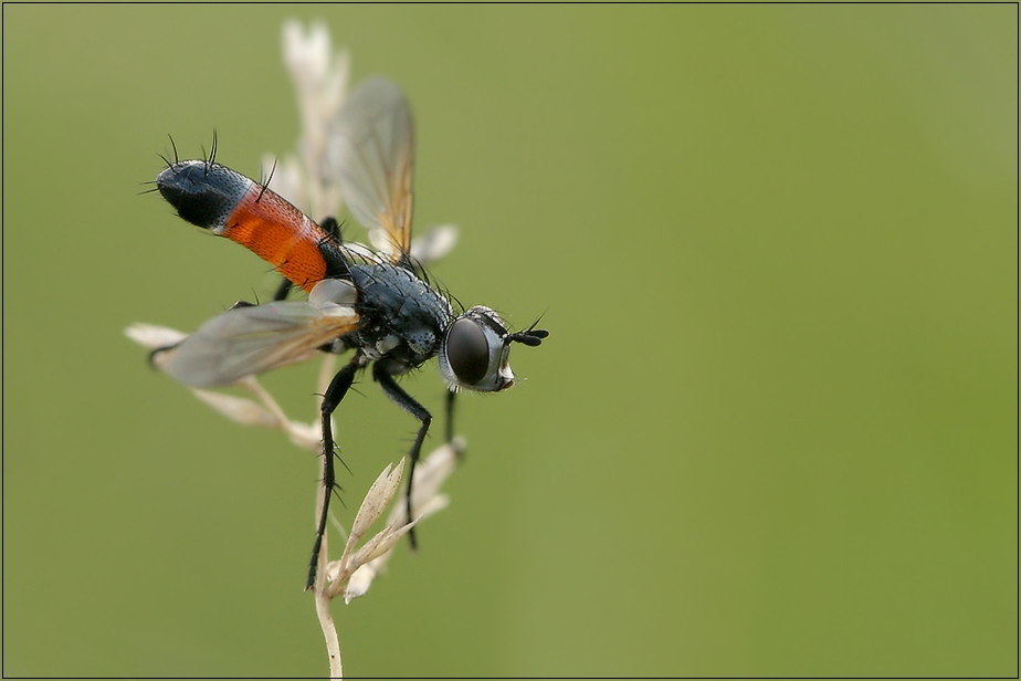 3_IMG_2708_Fliege.jpg