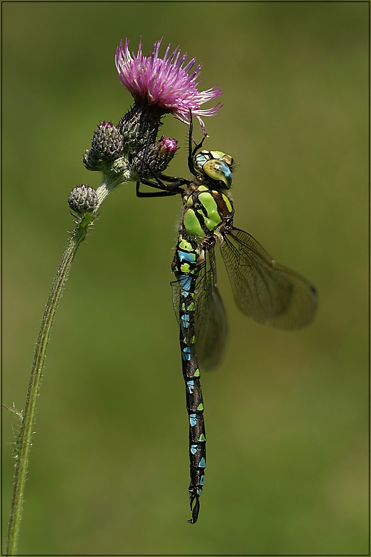 3_IMG_0365_Ae_cyanea_M!.jpg