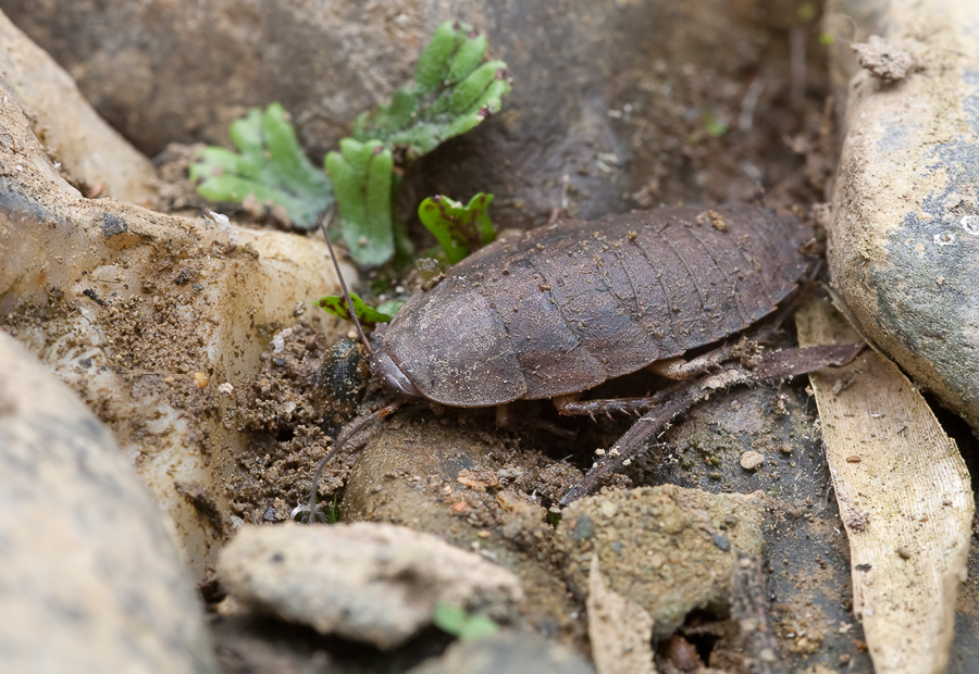 20090319-Laos-Schabe-1198-2.jpg
