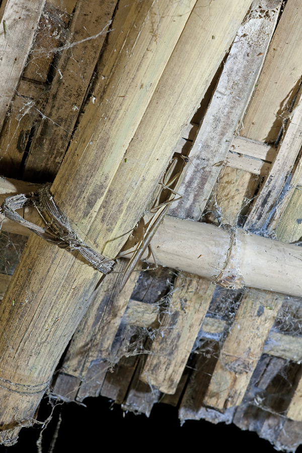 20090319-Mantis-tarnung1560.jpg