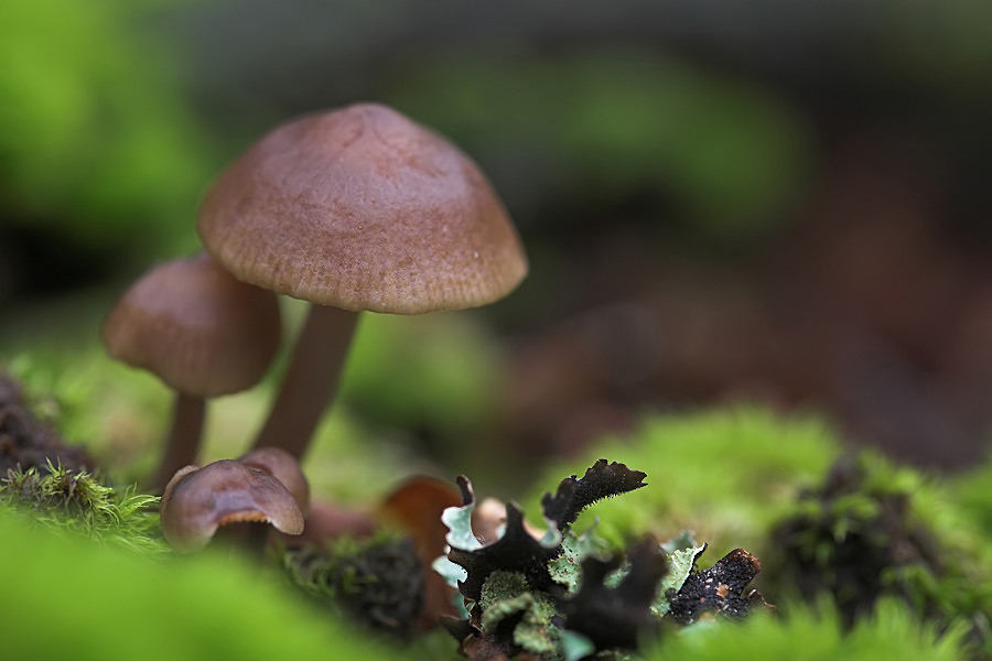 2W 4114 1.20 5.6 320 HeftrichIMG_4114Pilzu9-01_filtered.jpg