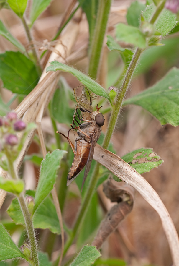 20090313-Laos-Spinne mit Fliege-9508.jpg