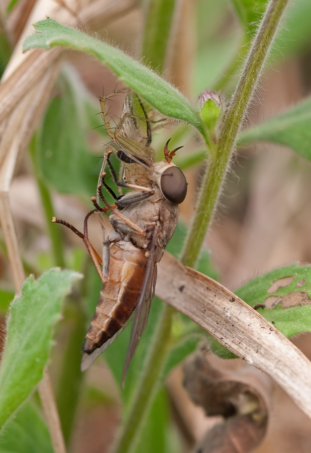 20090313-Laos-Spinne mit Fliege-2-9508.jpg